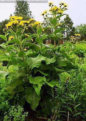 Elecampane Inula helenium